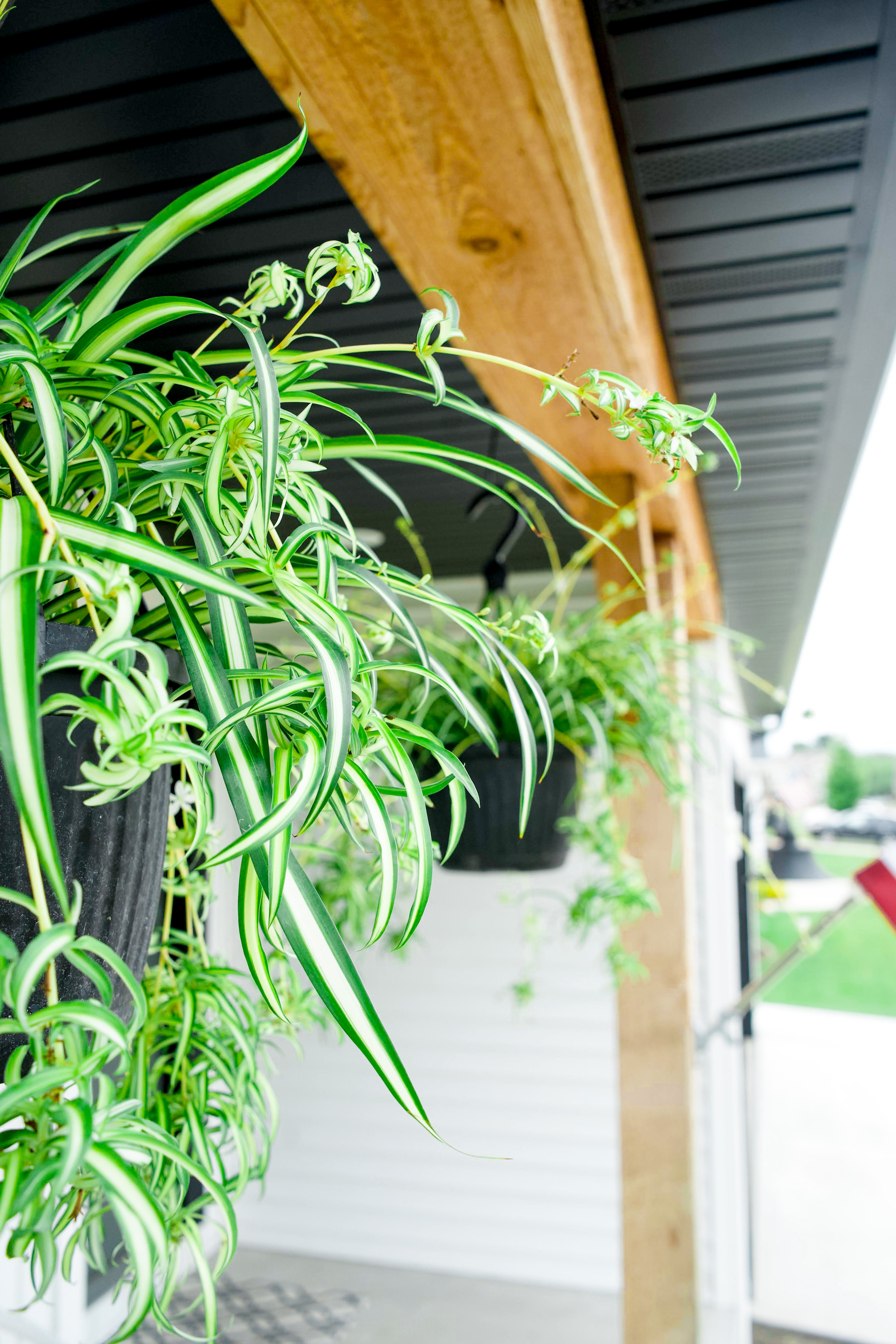 House Plants