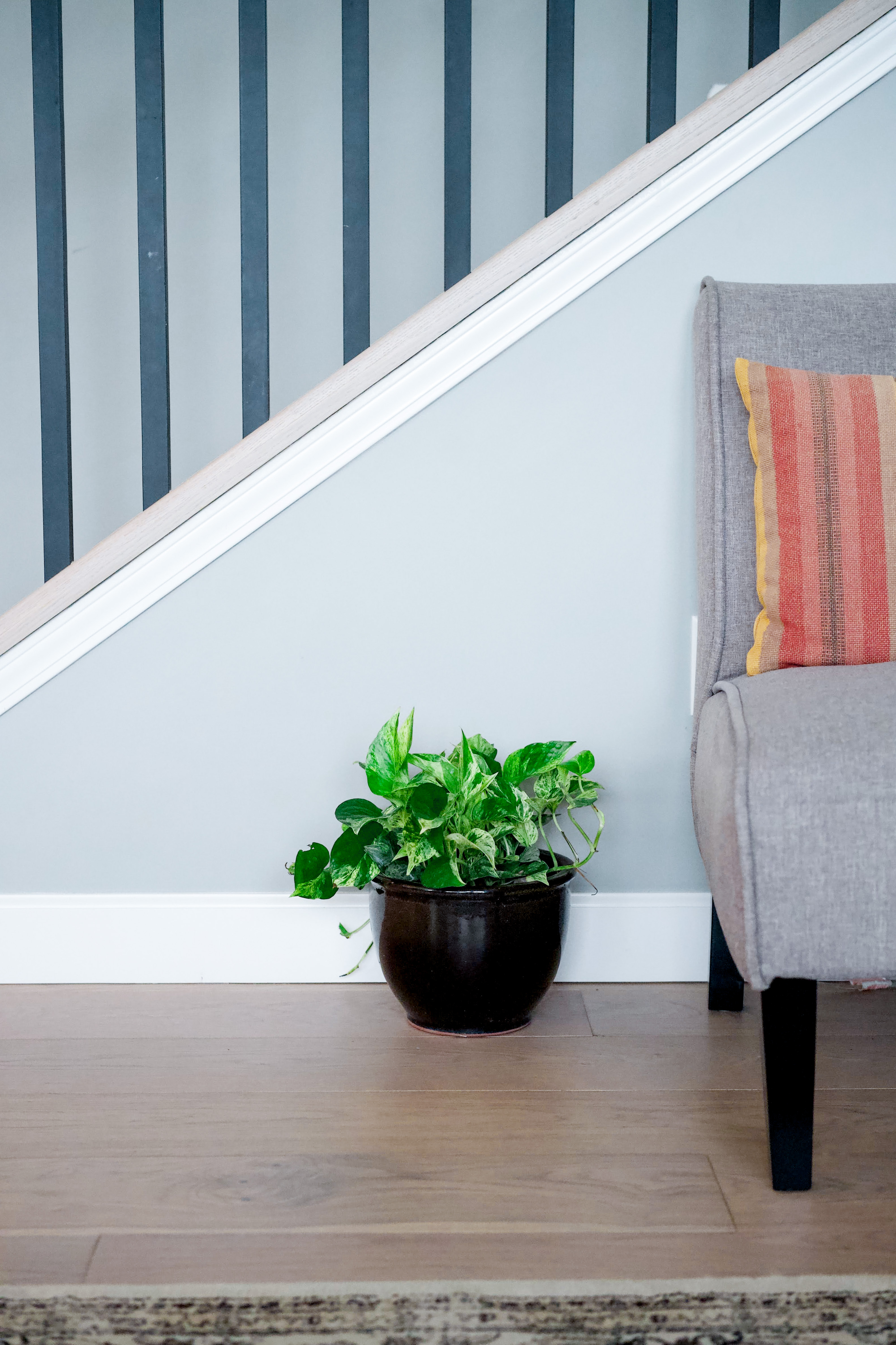 Pothos in a black pot