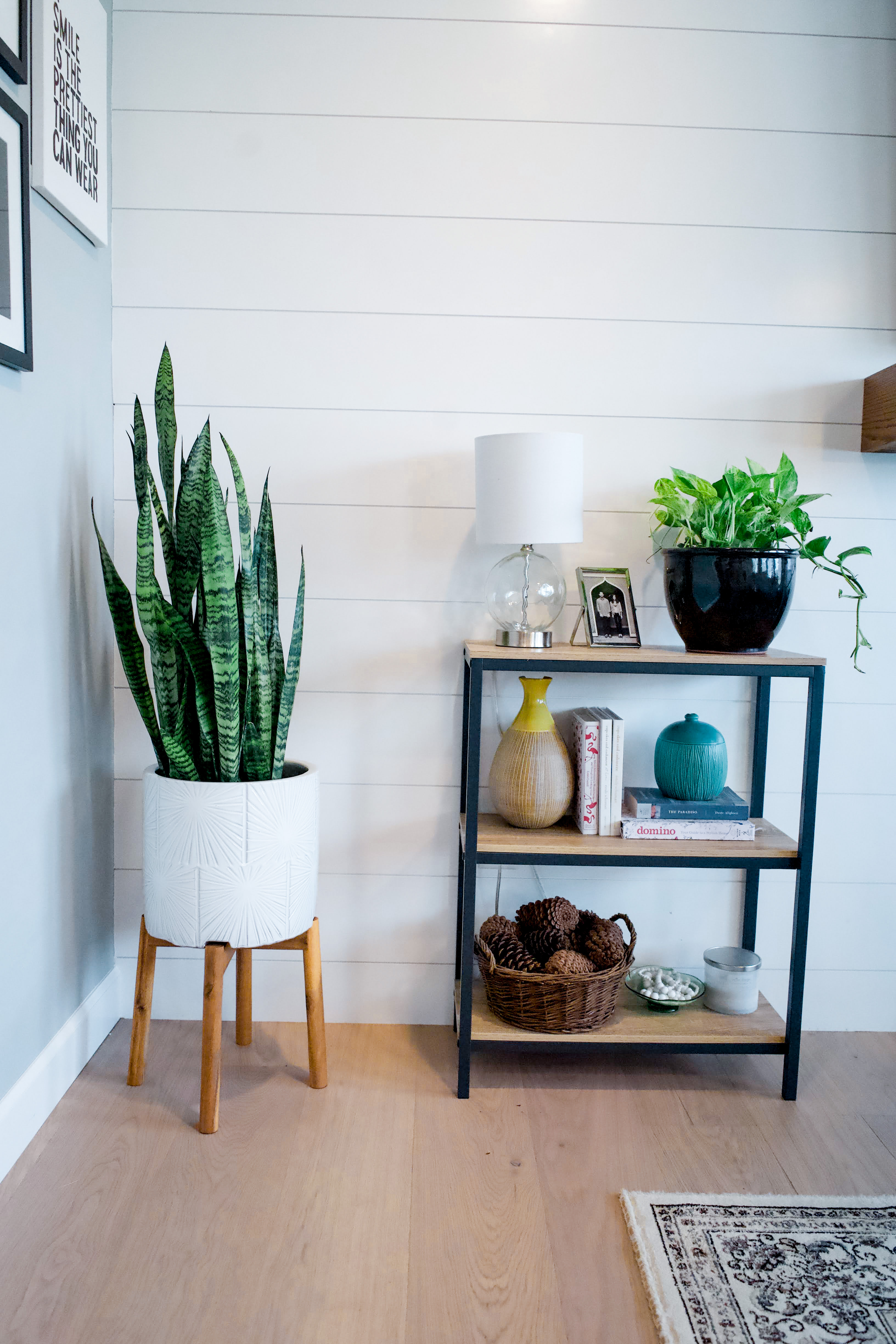 Snake plant in a pot with a stand