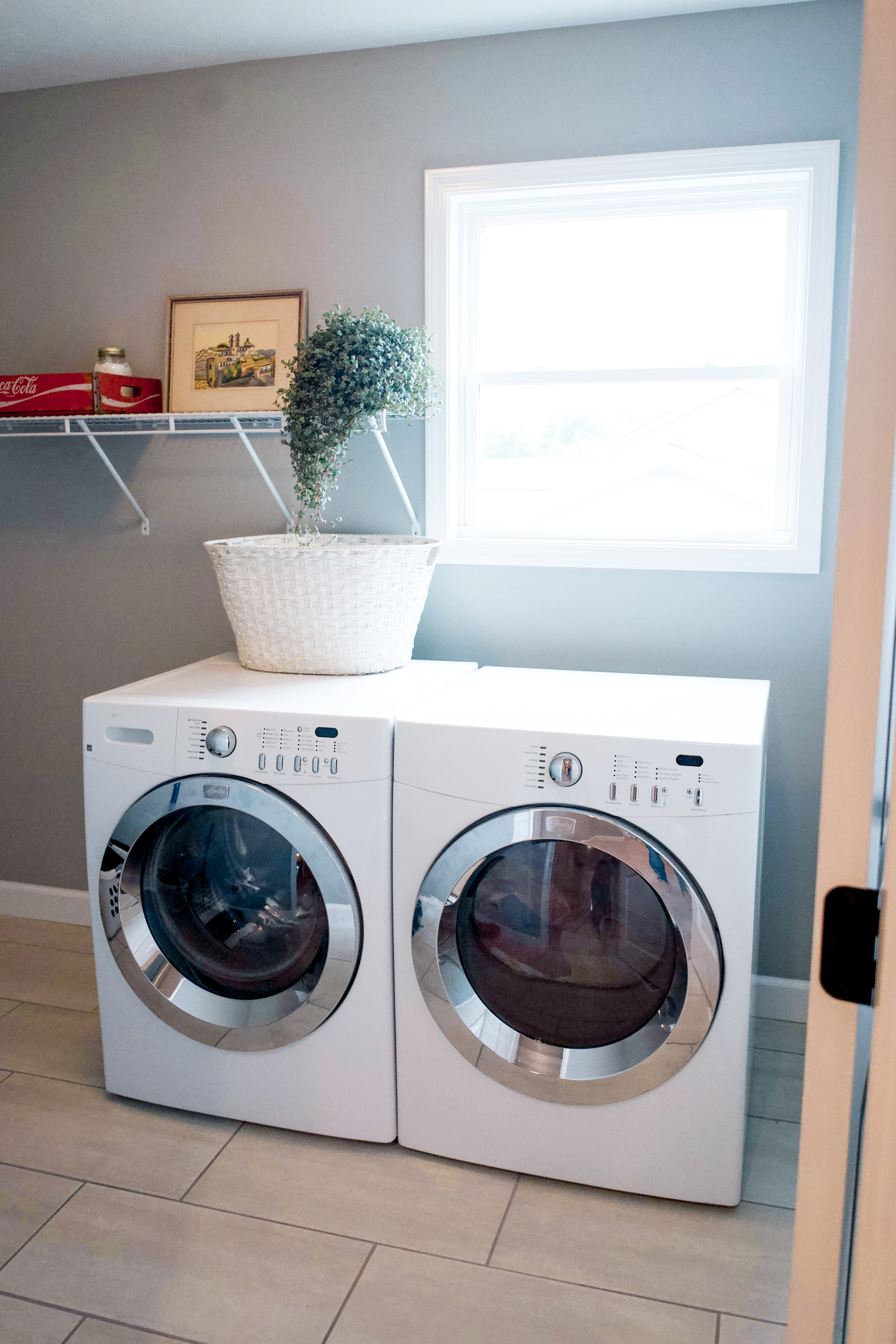 Pilea Glauca plant in the laundry room