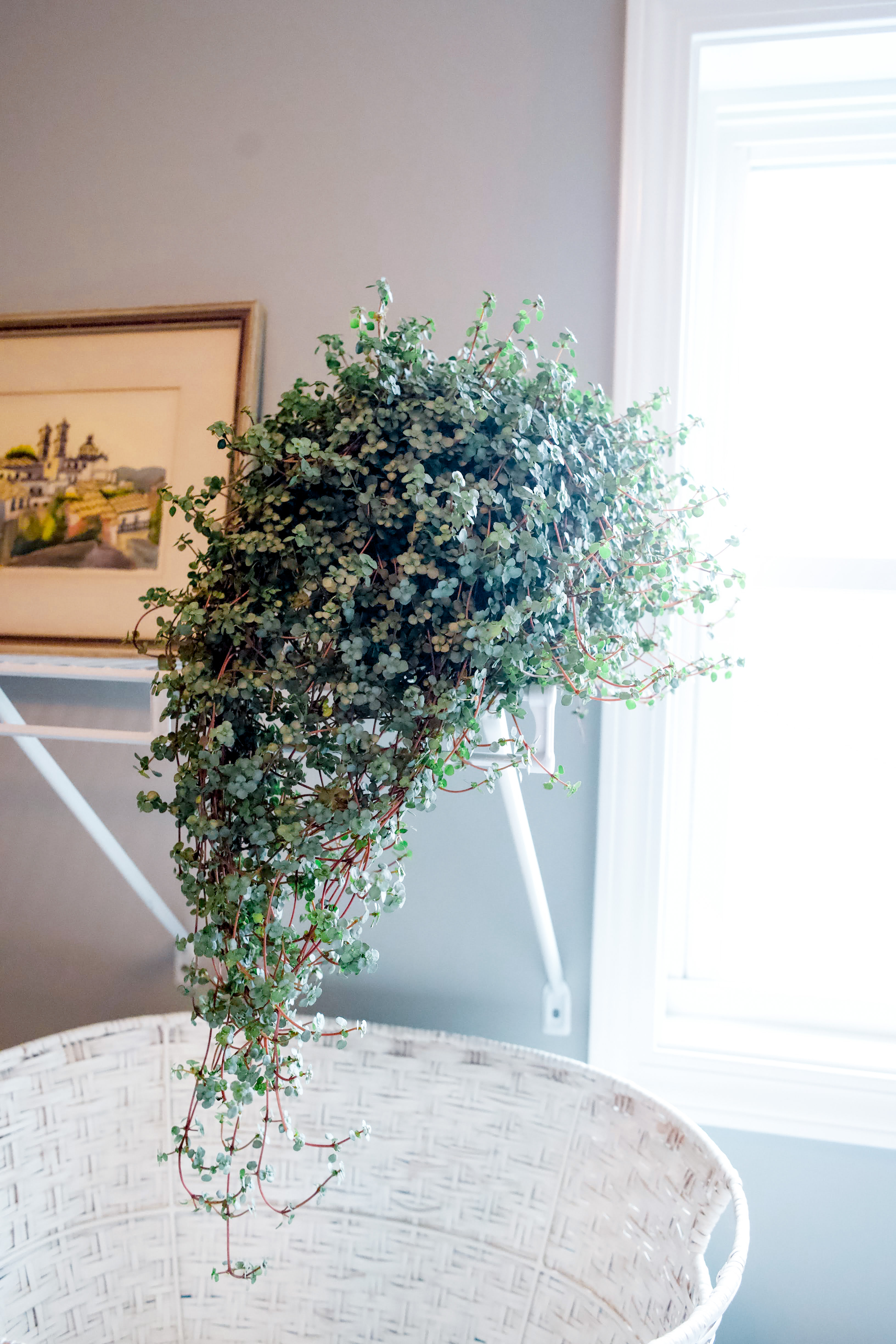 Pilea Glauca plant in the laundry room