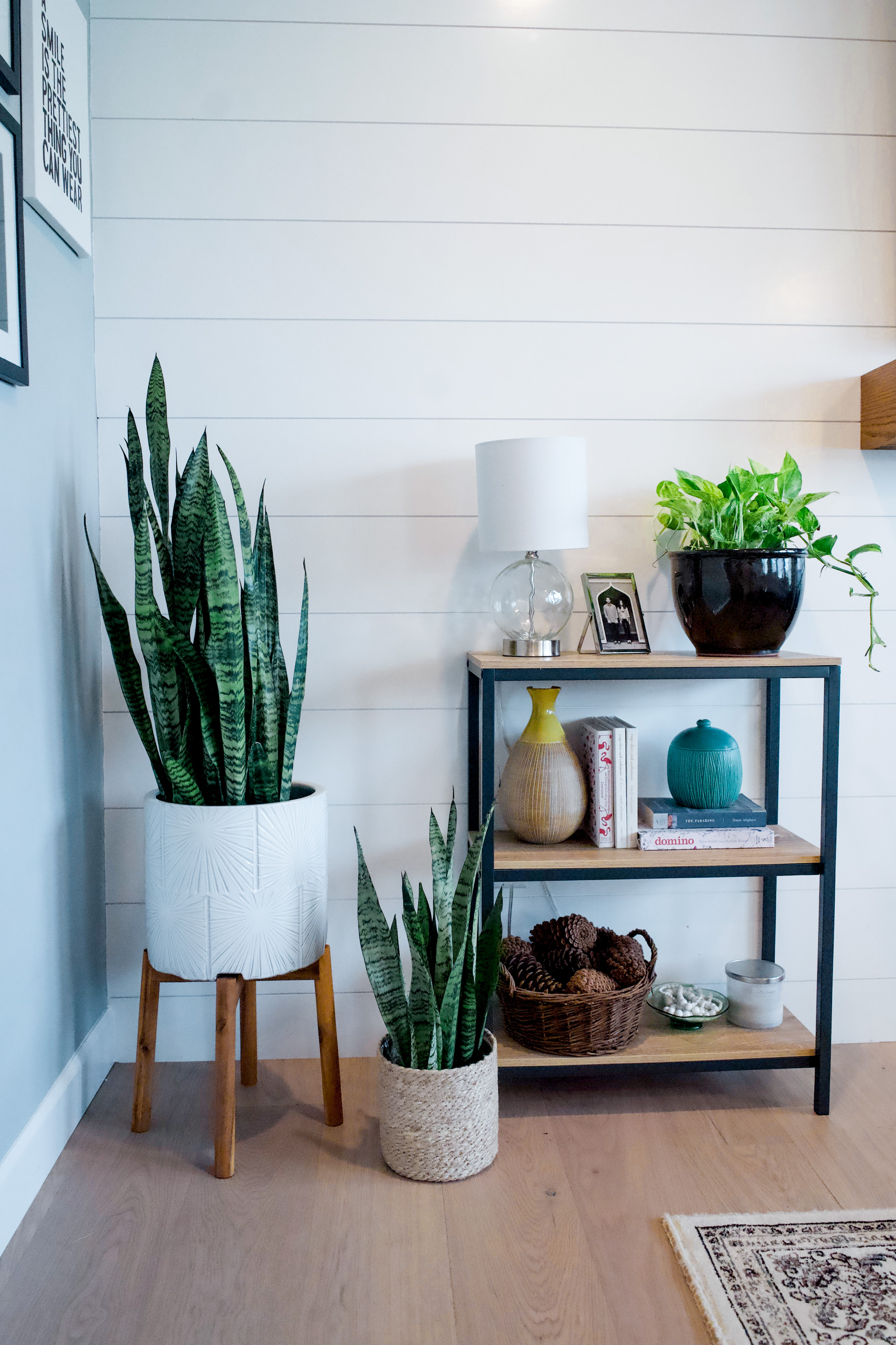 Snake plants in baskets